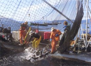 actionreefnetting